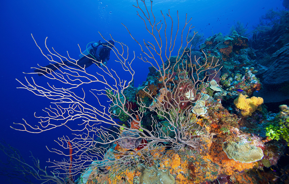 Diver passes behind a Gorgonian coral. 